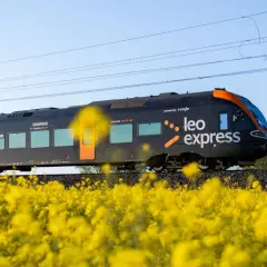 Czarny pociąg express Leo Express mija pole kwitnącego rzepaku.