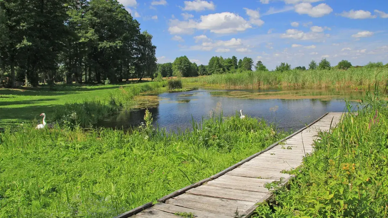Łabędzie na stawie, drewniany pomost i zieleń – to nietypowe atrakcje Podlasia.